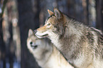 wolf hybrid