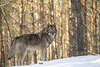 wolf hybrid