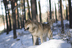 wolf hybrid