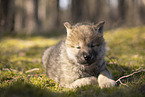 wolf hybrid cub