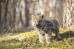 wolf hybrid cub