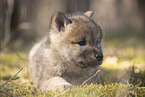 wolf hybrid cub