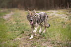 eurasian greywolf hybrid