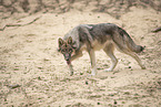 eurasian greywolf hybrid