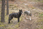 eurasian greywolf hybrids