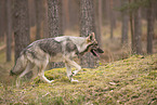 eurasian greywolf hybrid