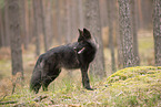 eurasian greywolf hybrid