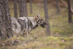 eurasian greywolf hybrid