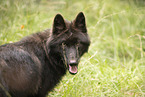 eurasian greywolf hybrid