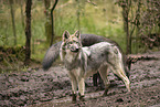eurasian greywolf hybrids