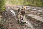eurasian greywolf hybrid