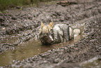 eurasian greywolf hybrid