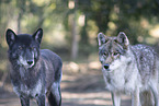 eurasian greywolf hybrids