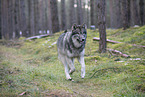 eurasian greywolf hybrid