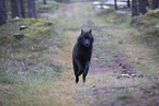 eurasian greywolf hybrid
