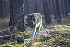 eurasian greywolf hybrid