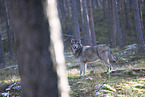 eurasian greywolf hybrid