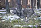 eurasian greywolf hybrid