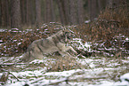 eurasian greywolf hybrid
