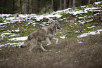 eurasian greywolf hybrid