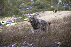 eurasian greywolf hybrid