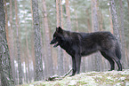 eurasian greywolf hybrid