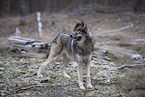 eurasian greywolf hybrid
