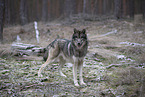 eurasian greywolf hybrid
