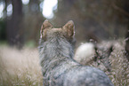 eurasian greywolf hybrid