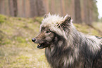 Wolf Hybrid