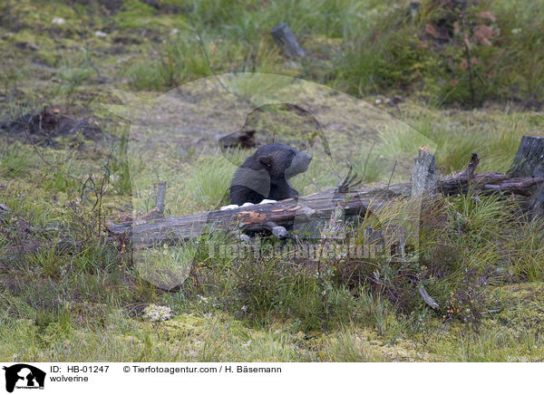 Vielfra / wolverine / HB-01247