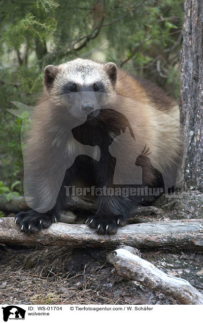 wolverine / WS-01704