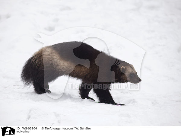 wolverine / WS-03864