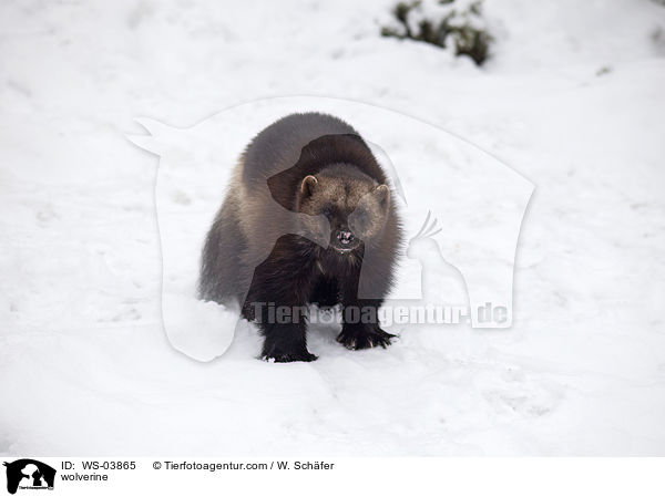 Vielfrass / wolverine / WS-03865