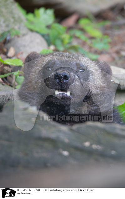 wolverine / AVD-05598