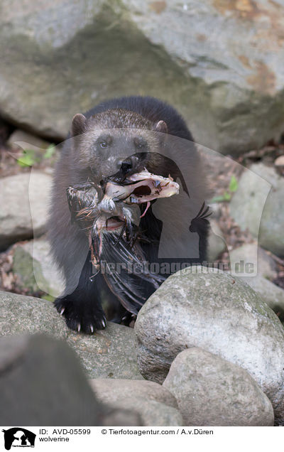wolverine / AVD-05599
