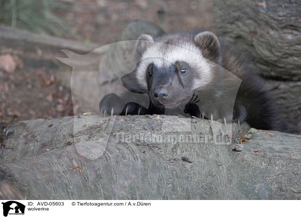 wolverine / AVD-05603