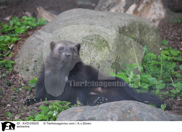 wolverine / AVD-05605