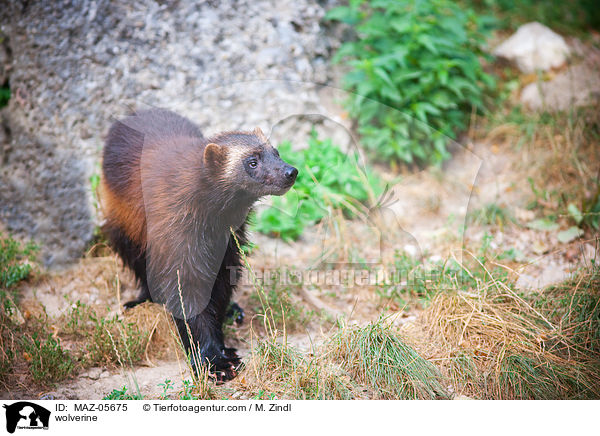 wolverine / MAZ-05675