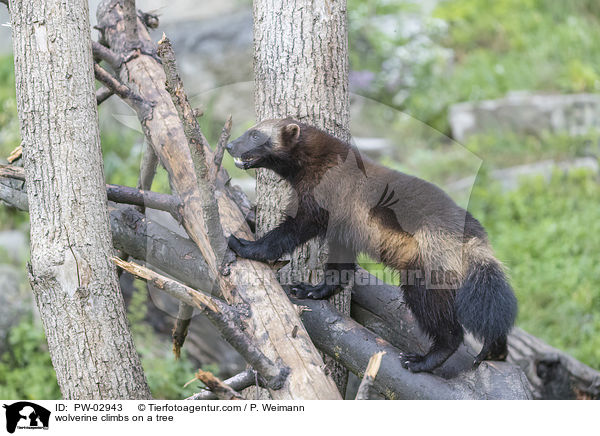 Vielfra klettert auf Baum / wolverine climbs on a tree / PW-02943