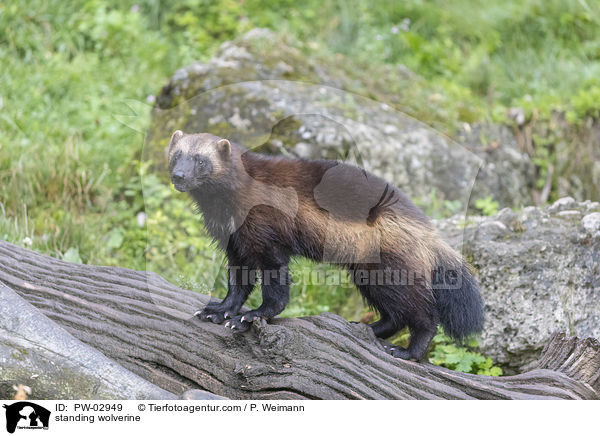 standing wolverine / PW-02949