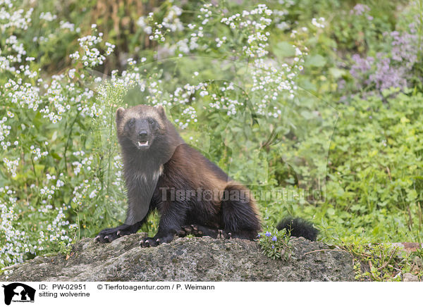 sitting wolverine / PW-02951