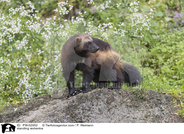 standing wolverine / PW-02952
