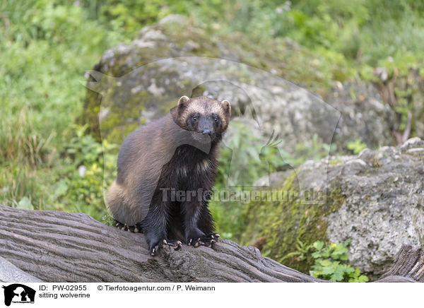 sitting wolverine / PW-02955