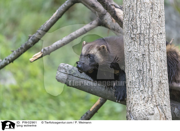 lying wolverine / PW-02961
