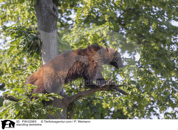 standing wolverine / PW-02965