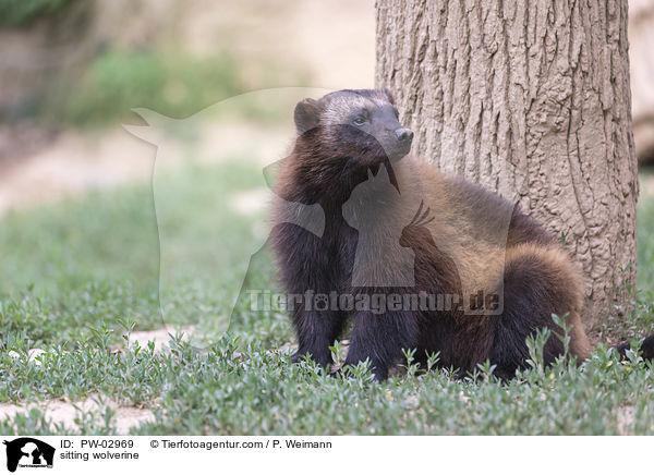 sitting wolverine / PW-02969