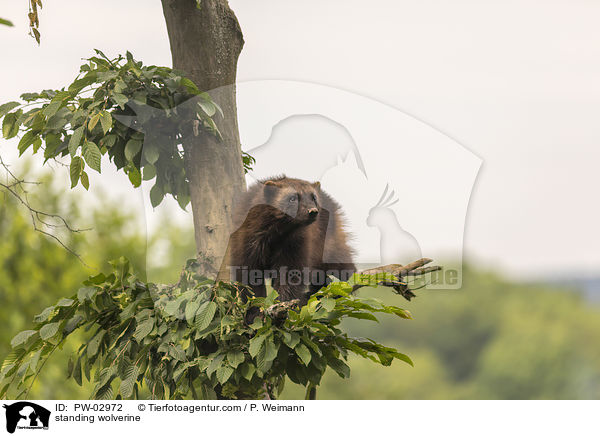 standing wolverine / PW-02972