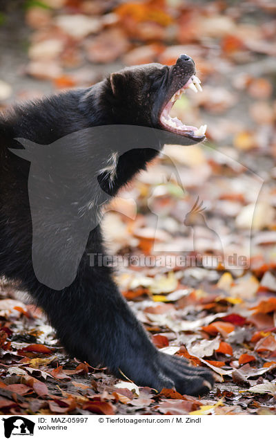 wolverine / MAZ-05997