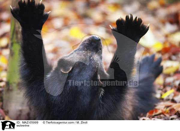 wolverine / MAZ-05999